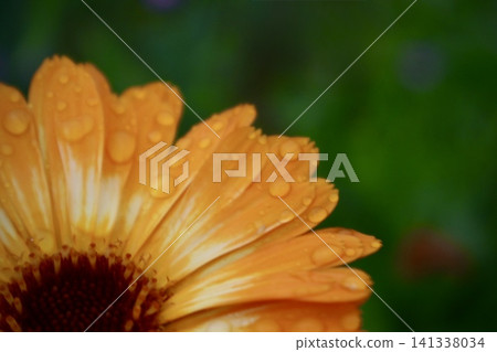 Gerbera Gerbera 141338034