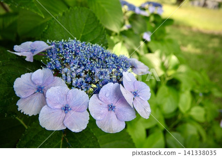 Blue hydrangea Blue hydrangea 141338035