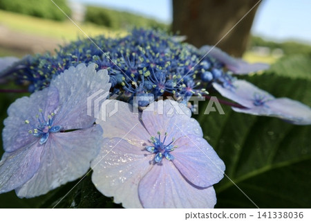Blue hydrangea Blue hydrangea 141338036