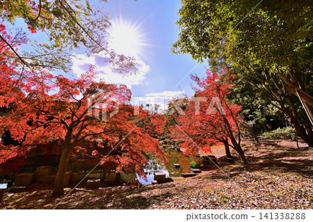 Beautiful and vibrant maple leaves Beautiful and vibrant maple leaves 141338288