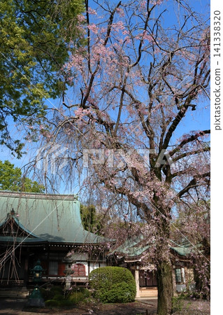 Buddhist cherry trees of the temple Buddhist cherry trees of the temple 141338320