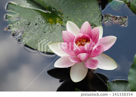 漂浮在水的蓮花 漂浮在水的蓮花 141338354