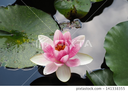 浮在水面上的睡蓮花 浮在水面上的睡蓮花 141338355