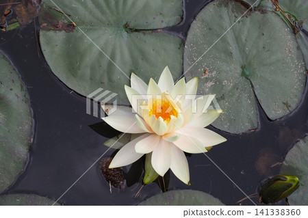 浮在水面上的睡蓮花 浮在水面上的睡蓮花 141338360