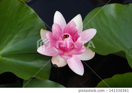浮在水面上的睡蓮花 浮在水面上的睡蓮花 141338361