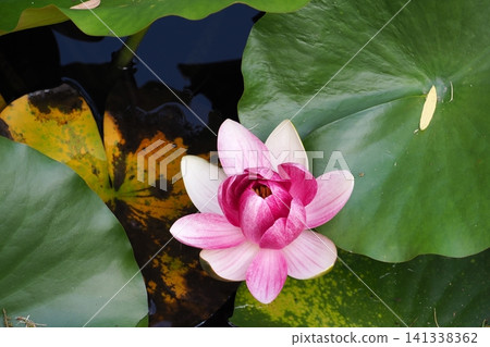Water lily flowers Water lily flowers 141338362