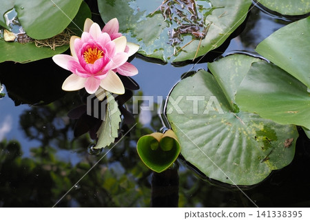 浮在水面上的睡蓮花 浮在水面上的睡蓮花 141338395