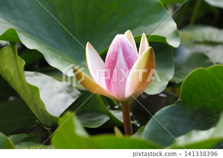 浮在水面上的睡蓮花 浮在水面上的睡蓮花 141338396