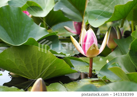 浮在水面上的睡蓮花 浮在水面上的睡蓮花 141338399
