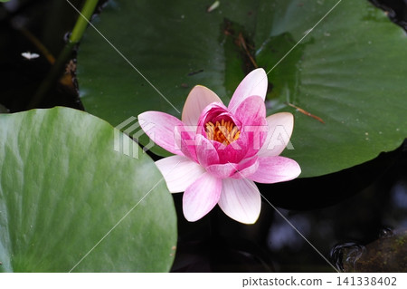 Water lily flower floating on the surface of the water Water lily flower floating on the surface of the water 141338402
