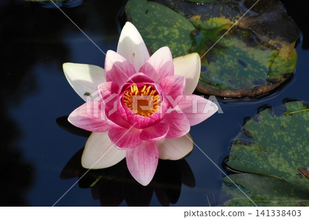 浮在水面上的睡蓮花 浮在水面上的睡蓮花 141338403