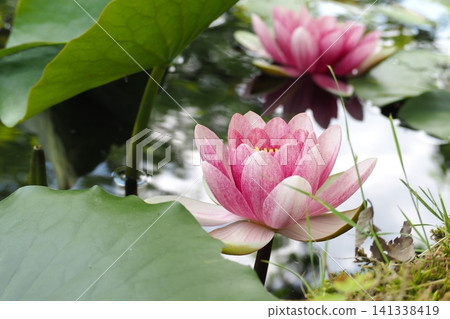 粉紅色的睡蓮盛開了。 粉紅色的睡蓮盛開了。 141338419