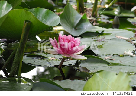 粉紅色的睡蓮盛開了。 粉紅色的睡蓮盛開了。 141338421