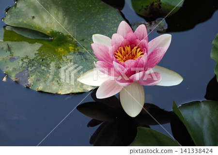 粉紅色的睡蓮盛開了。 粉紅色的睡蓮盛開了。 141338424