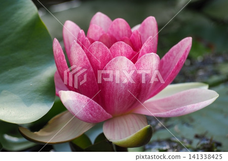 粉紅色的睡蓮盛開了。 粉紅色的睡蓮盛開了。 141338425