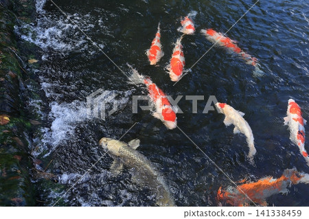 Ritsurin Garden at the end of the year (late December, carp) Ritsurin Garden at the end of the year (late December, carp) 141338459