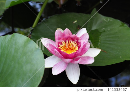 漂浮在水面上的粉紅色睡蓮花 漂浮在水面上的粉紅色睡蓮花 141338467