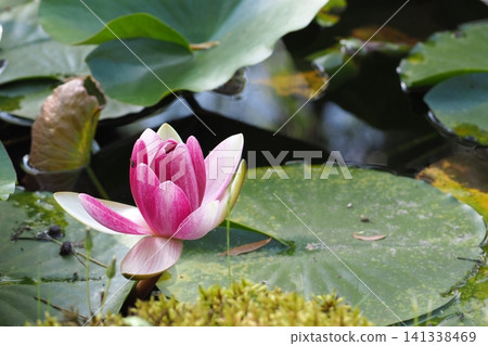 漂浮在水面上的粉紅色睡蓮花 漂浮在水面上的粉紅色睡蓮花 141338469