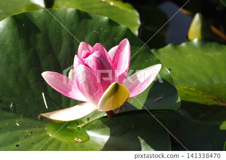 漂浮在水面上的粉紅色睡蓮花 漂浮在水面上的粉紅色睡蓮花 141338470