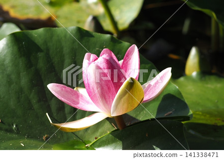 漂浮在水面上的粉紅色睡蓮花 漂浮在水面上的粉紅色睡蓮花 141338471