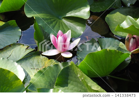 漂浮在水面上的粉紅色睡蓮花 漂浮在水面上的粉紅色睡蓮花 141338473