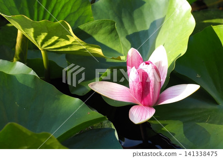漂浮在水面上的粉紅色睡蓮花 漂浮在水面上的粉紅色睡蓮花 141338475