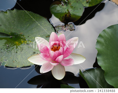 浮在水面上的睡蓮花 浮在水面上的睡蓮花 141338488