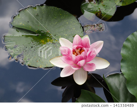 Water lily flower floating on the surface of the water Water lily flower floating on the surface of the water 141338489