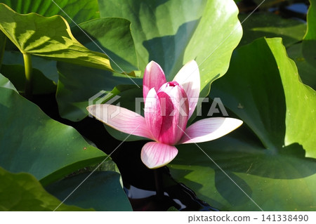 浮在水面上的睡蓮花 浮在水面上的睡蓮花 141338490