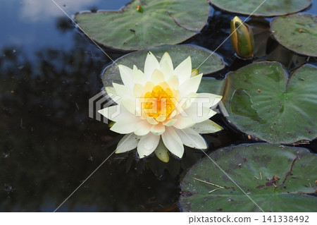 浮在水面上的睡蓮花 浮在水面上的睡蓮花 141338492