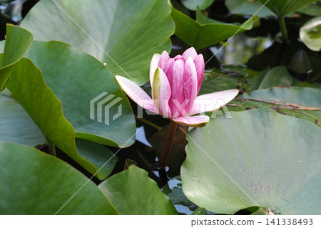 浮在水面上的睡蓮花 浮在水面上的睡蓮花 141338493