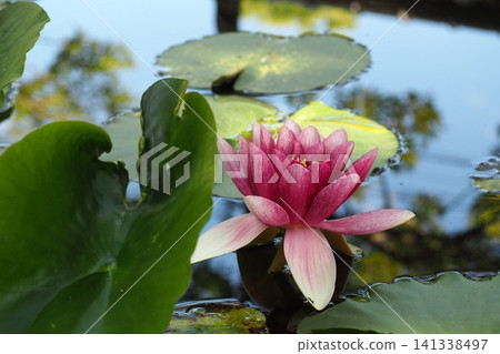 浮在水面上的睡蓮花 浮在水面上的睡蓮花 141338497