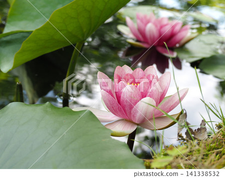 池塘裡盛開的粉紅睡蓮花 池塘裡盛開的粉紅睡蓮花 141338532