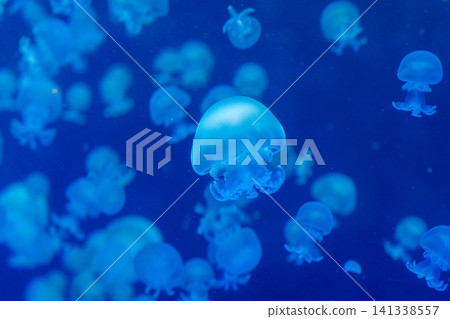 Large Moon Jellyfish Swimming Among Numerous Companions Inside a Blue Aquarium Large Moon Jellyfish Swimming Among Numerous Companions Inside a Blue Aquarium 141338557