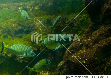 Group of Zebra Seabream Swimming Among Algae Covered Rocks Inside Marine Aquarium 141338561