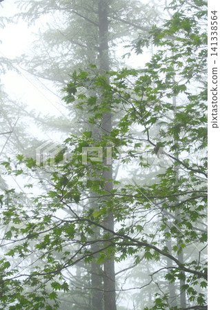 Fresh green maple leaves stand out beautifully against the forest shrouded in the mist of the rainy season. Fresh green maple leaves stand out beautifully against the forest shrouded in the mist of the rainy season. 141338564