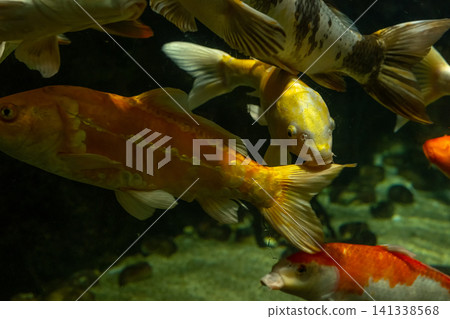 Group of Colorful Koi Carp Swimming Together Inside a Large Aquarium 141338568