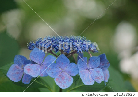 Hydrangea with bokeh in the background 1 141338629