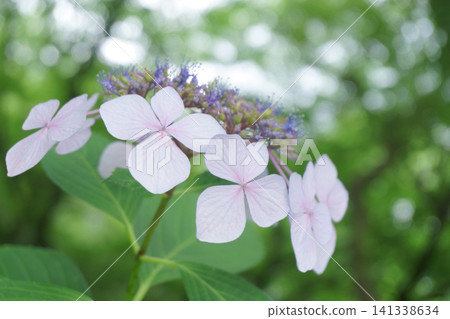 Hydrangea with bokeh in the background (3) 141338634