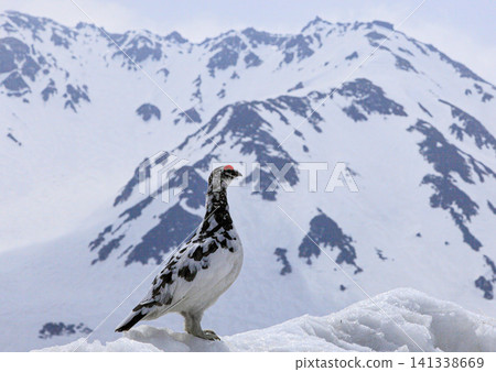 立山的主人雷鳥說:“這是我的山。” 立山的主人雷鳥說:“這是我的山。” 141338669