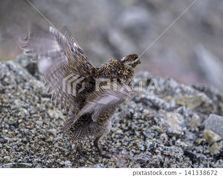 A young ptarmigan training to take flight from the summit of Mount Ōnanji. A young ptarmigan training to take flight from the summit of Mount Ōnanji. 141338672