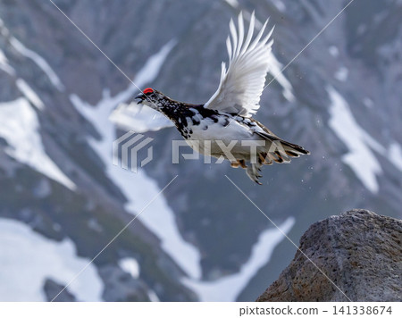 A ptarmigan soaring, calling out to Mount Tateyama. A ptarmigan soaring, calling out to Mount Tateyama. 141338674