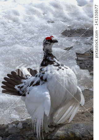 Rock ptarmigan's courtship pose Rock ptarmigan's courtship pose 141338677