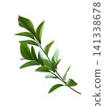 Ruscus twigs with green leaves isolated on white background 141338678