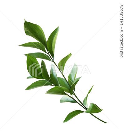 Ruscus twigs with green leaves isolated on white background Ruscus twigs with green leaves isolated on white background 141338678