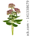 Small bouquet of pink flowers and green leaves of hylotelephium telephium isolated on white background 141338679