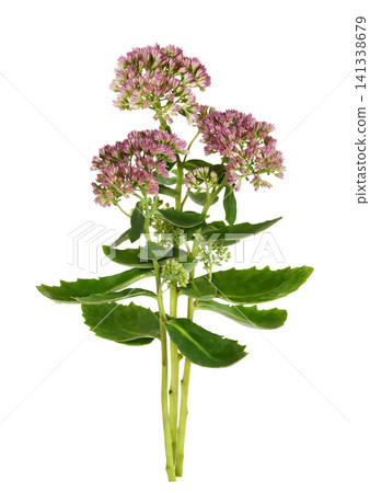 Small bouquet of pink flowers and green leaves of hylotelephium telephium isolated on white background 141338679