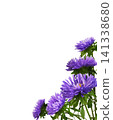 Purple aster flowers in a corner floral arrangement isolated on white 141338680