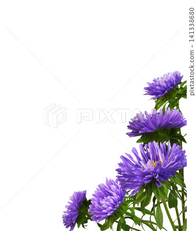 Purple aster flowers in a corner floral arrangement isolated on white Purple aster flowers in a corner floral arrangement isolated on white 141338680