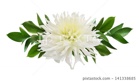 Large beautiful white dahlia flower and ruscus green leaves in a floral arrangement isolated on white background Large beautiful white dahlia flower and ruscus green leaves in a floral arrangement isolated on white background 141338685